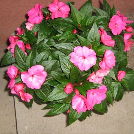 Impatiens